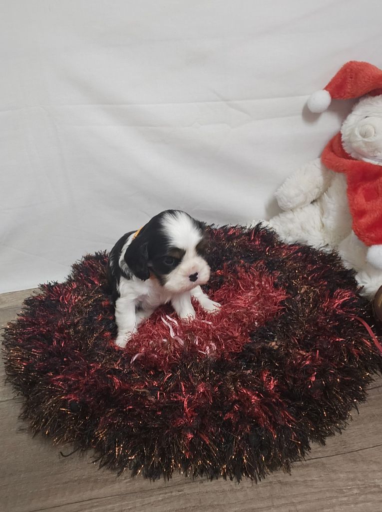 Des Senteurs De Provence - Chiot disponible  - Cavalier King Charles Spaniel