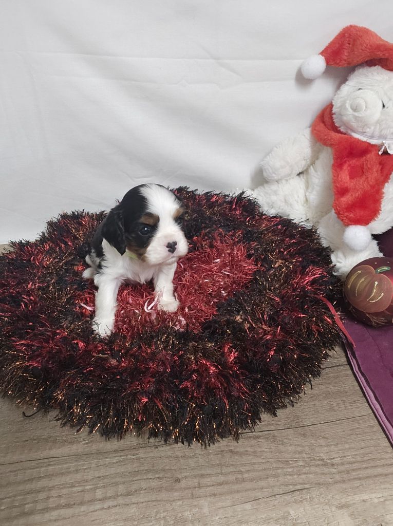 Des Senteurs De Provence - Chiot disponible  - Cavalier King Charles Spaniel