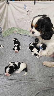 Des Senteurs De Provence - Cavalier King Charles Spaniel - Portée née le 23/10/2024