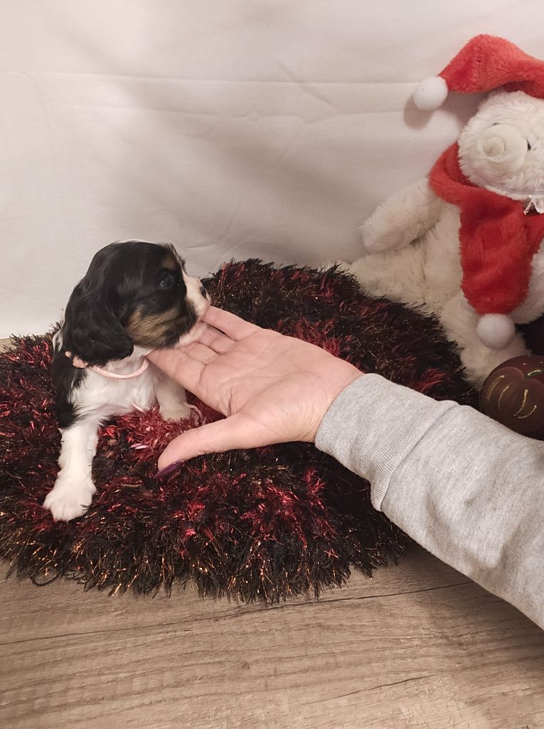 Des Senteurs De Provence - Chiot disponible  - Cavalier King Charles Spaniel