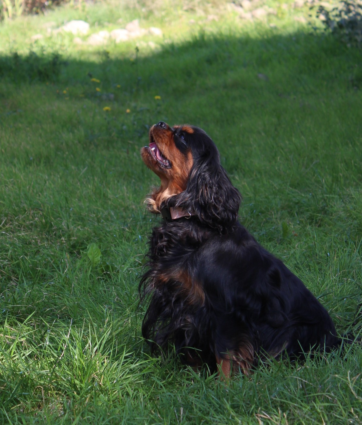 Shelby Du Castel Des Petits Coeurs