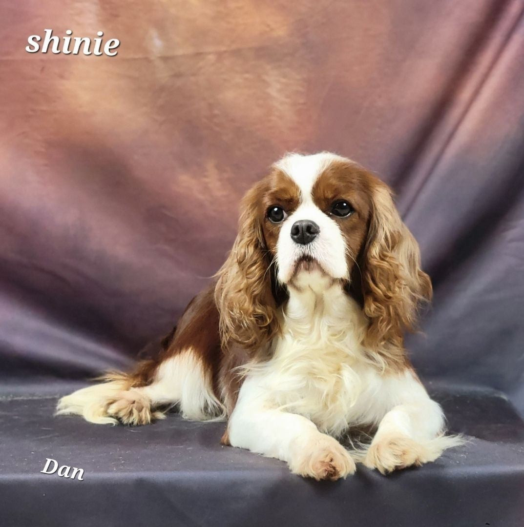 Shinie De la geode
