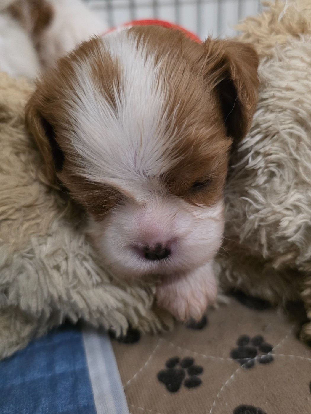 Des Senteurs De Provence - Cavalier King Charles Spaniel - Portée née le 07/11/2025