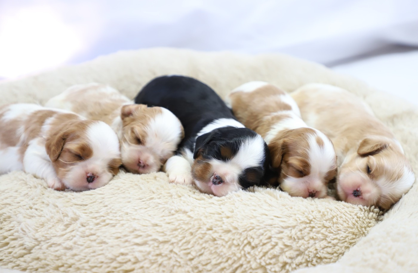 Chiot Cavalier King Charles Spaniel Des Senteurs De Provence