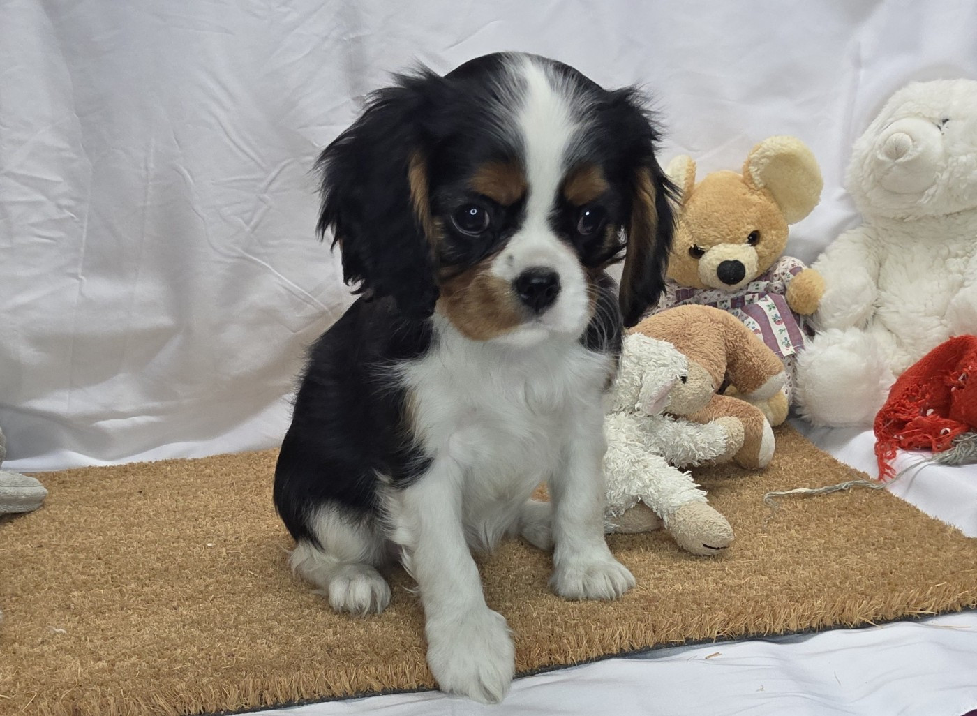 Des Senteurs De Provence - Chiots disponibles - Cavalier King Charles Spaniel