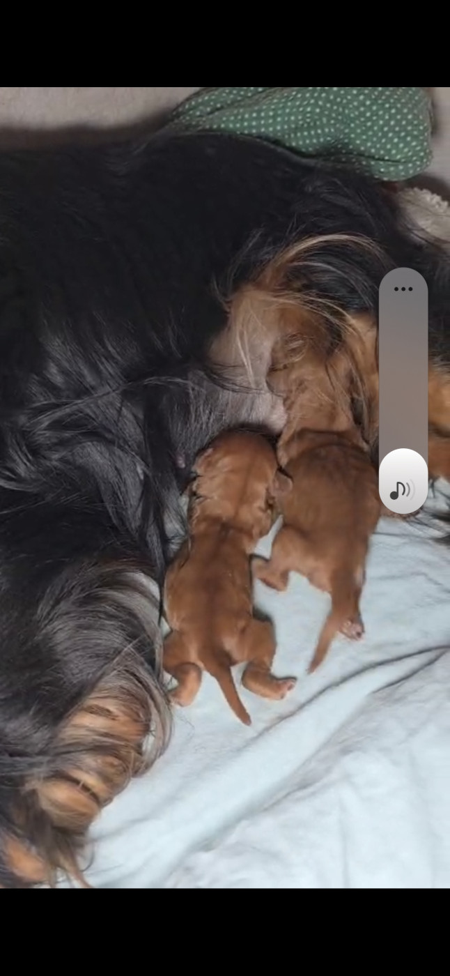 Chiot Cavalier King Charles Spaniel Des Senteurs De Provence