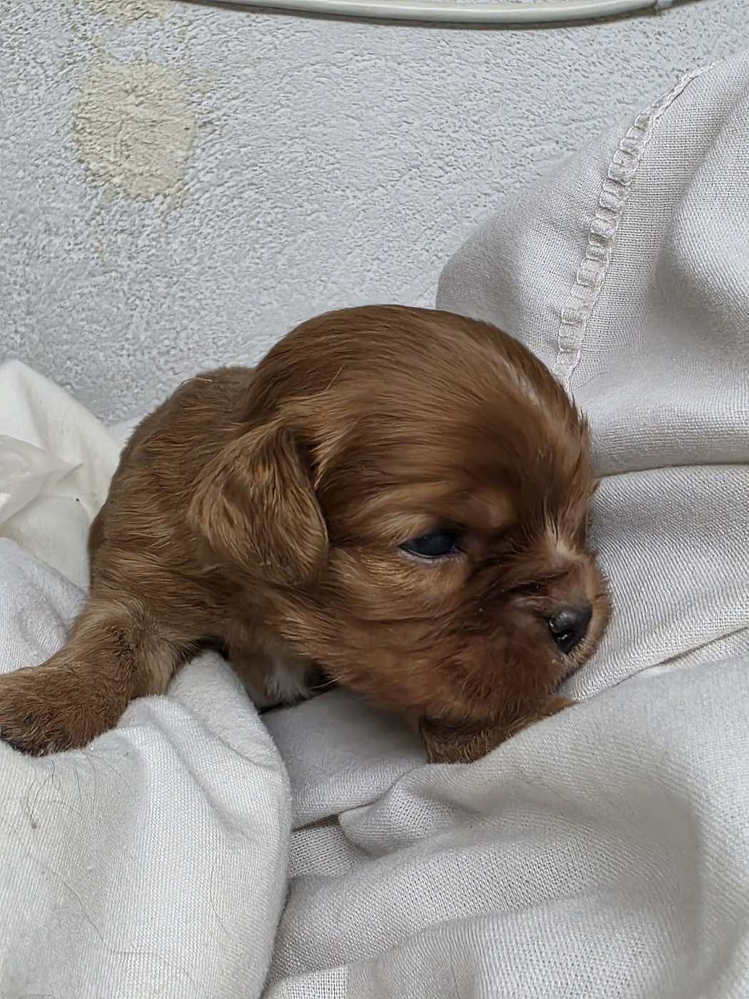 Des Senteurs De Provence - Chiots disponibles - Cavalier King Charles Spaniel