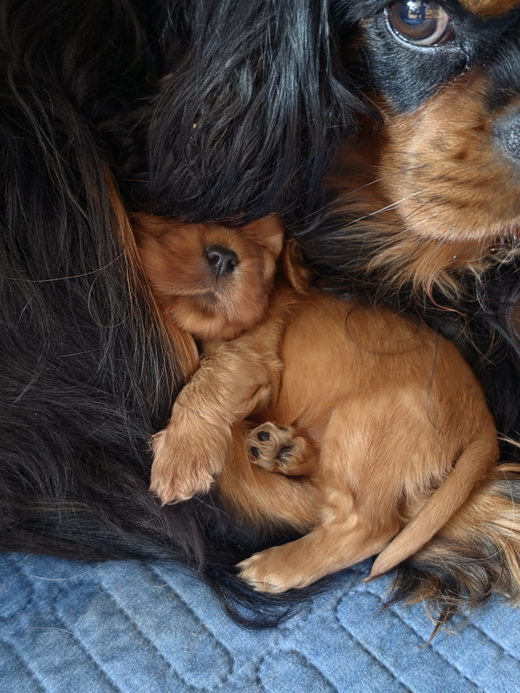 Des Senteurs De Provence - Chiots disponibles - Cavalier King Charles Spaniel