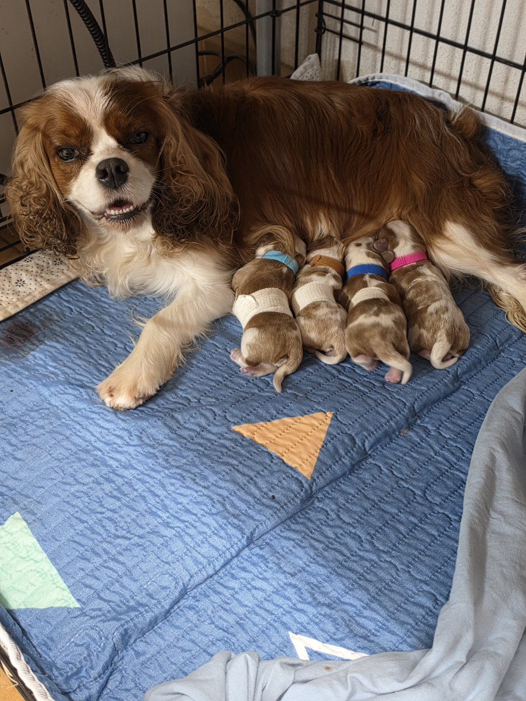 Chiot Cavalier King Charles Spaniel Des Senteurs De Provence