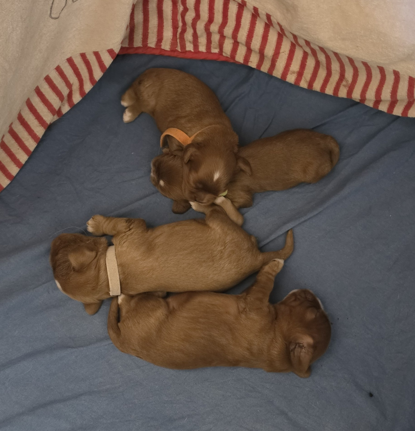Chiot Cavalier King Charles Spaniel Des Senteurs De Provence