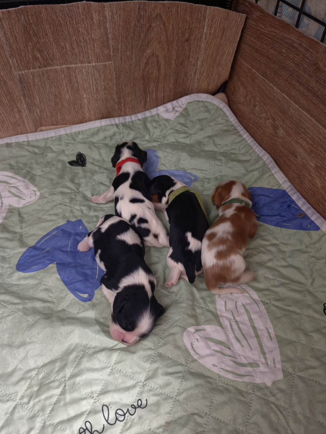 Des Senteurs De Provence - Cavalier King Charles Spaniel - Portée née le 11/05/2026