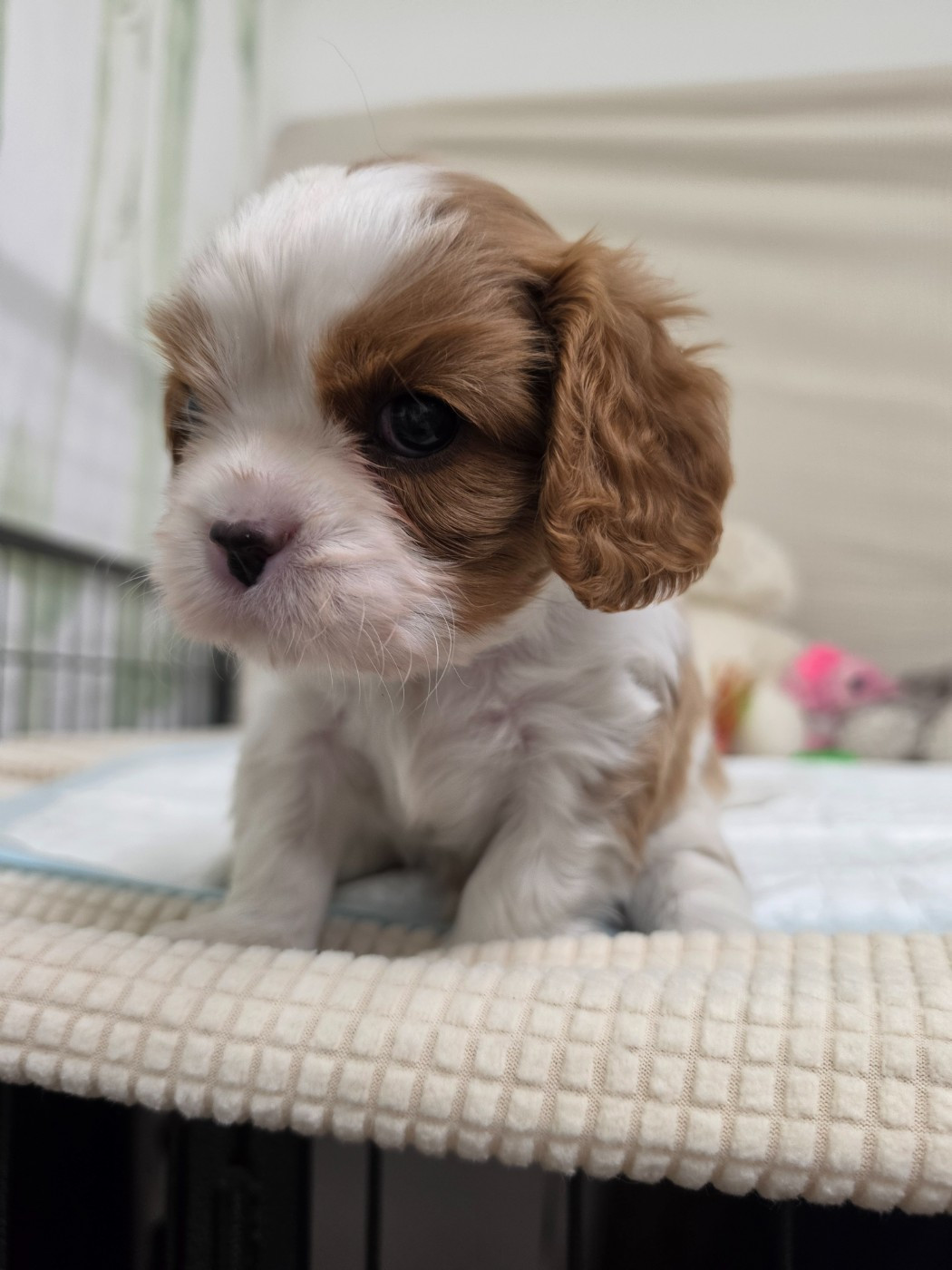 Des Senteurs De Provence - Chiots disponibles - Cavalier King Charles Spaniel