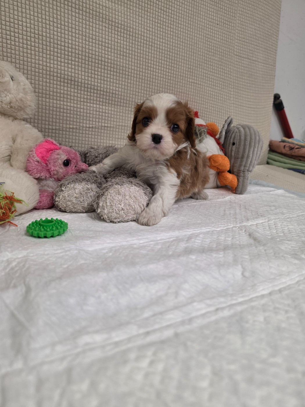 Des Senteurs De Provence - Chiots disponibles - Cavalier King Charles Spaniel