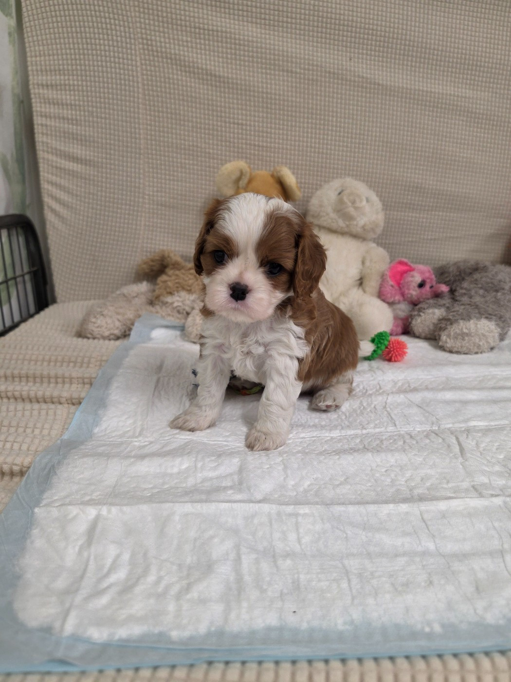 Des Senteurs De Provence - Chiots disponibles - Cavalier King Charles Spaniel