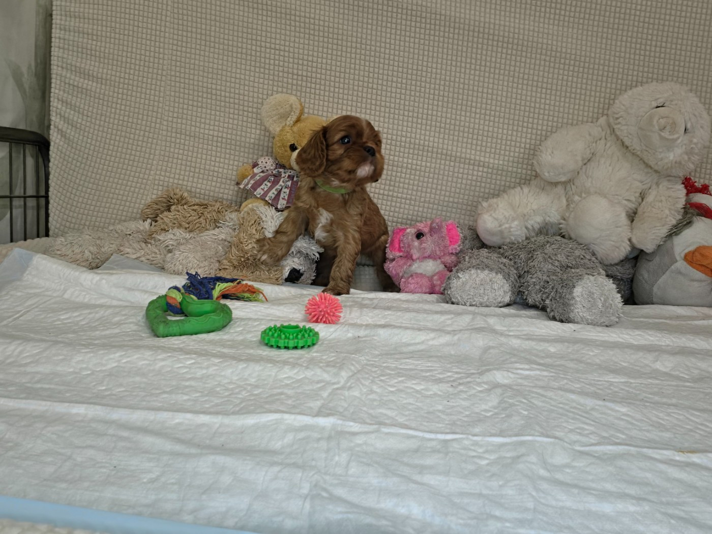 Des Senteurs De Provence - Chiots disponibles - Cavalier King Charles Spaniel