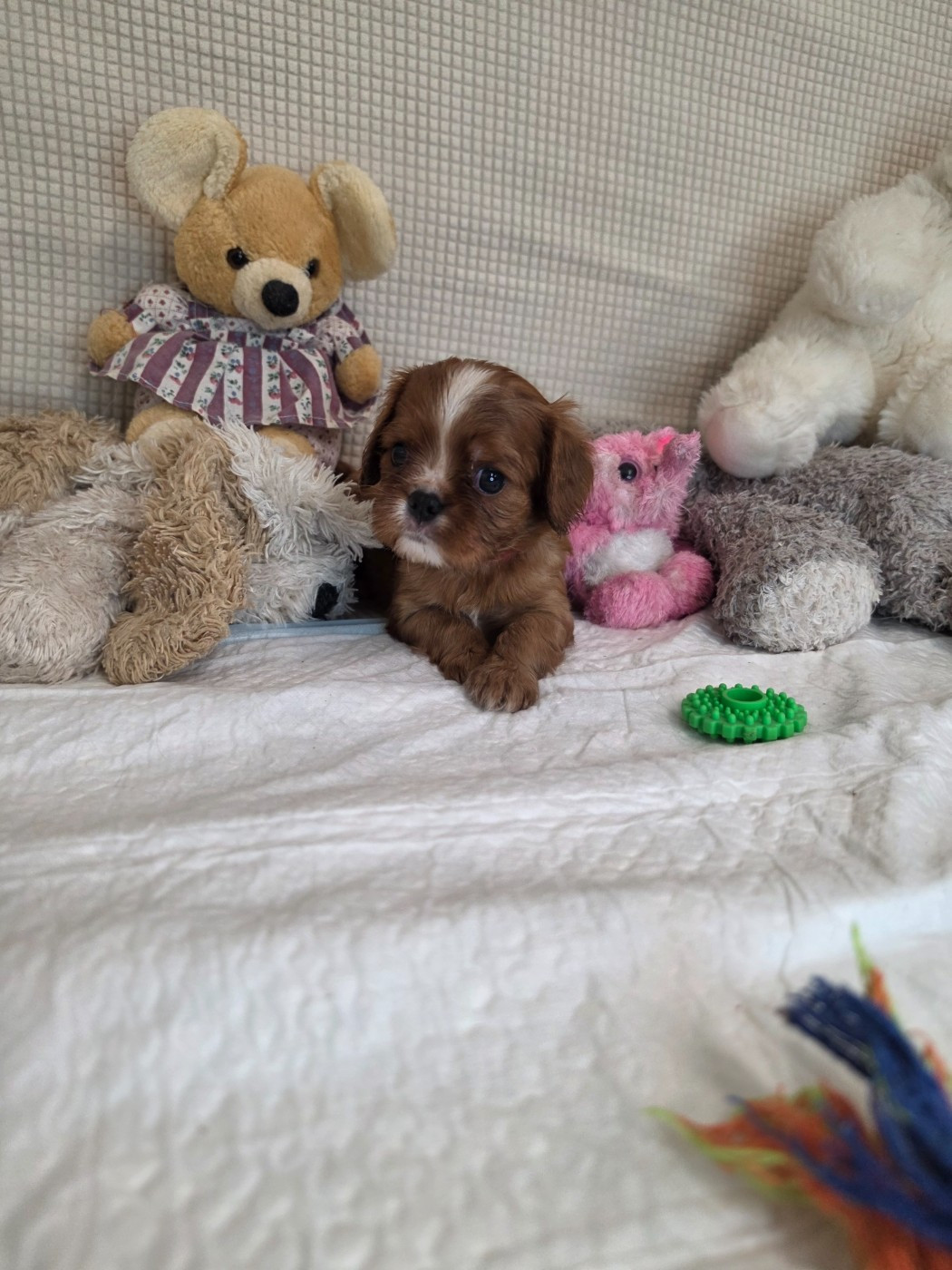Des Senteurs De Provence - Chiots disponibles - Cavalier King Charles Spaniel