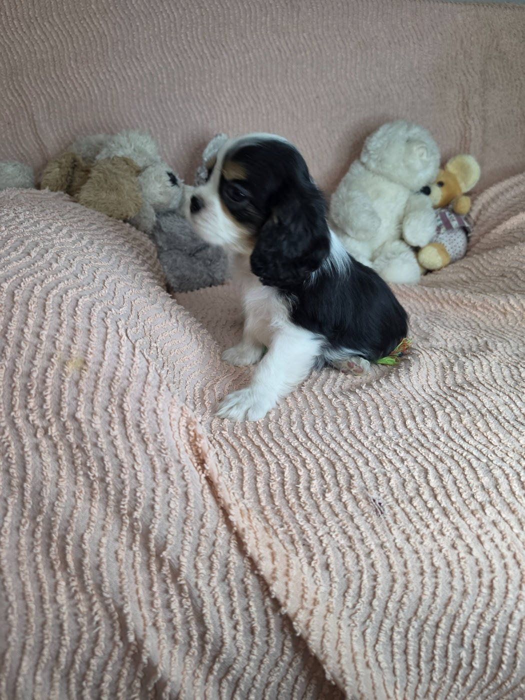 Des Senteurs De Provence - Chiots disponibles - Cavalier King Charles Spaniel