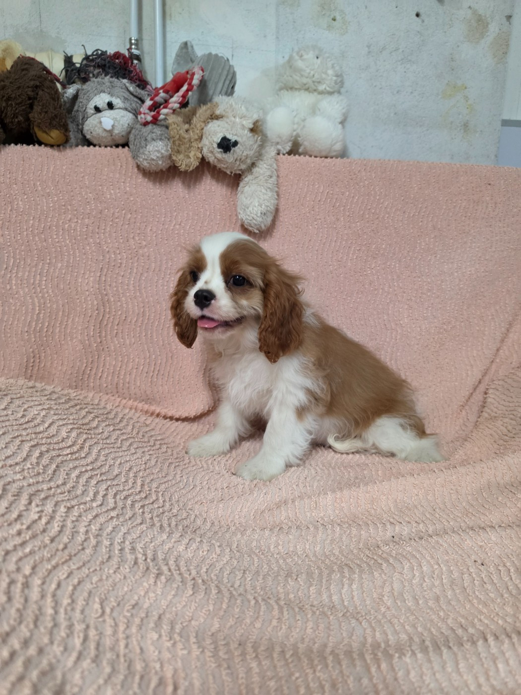 Des Senteurs De Provence - Chiots disponibles - Cavalier King Charles Spaniel