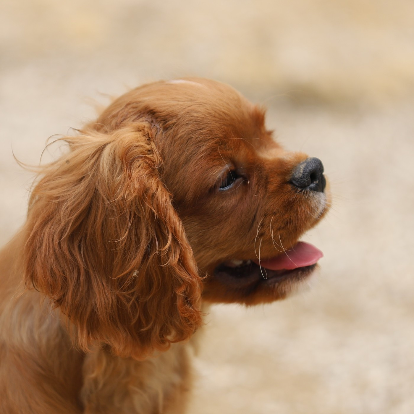 Des Senteurs De Provence - Chiots disponibles - Cavalier King Charles Spaniel