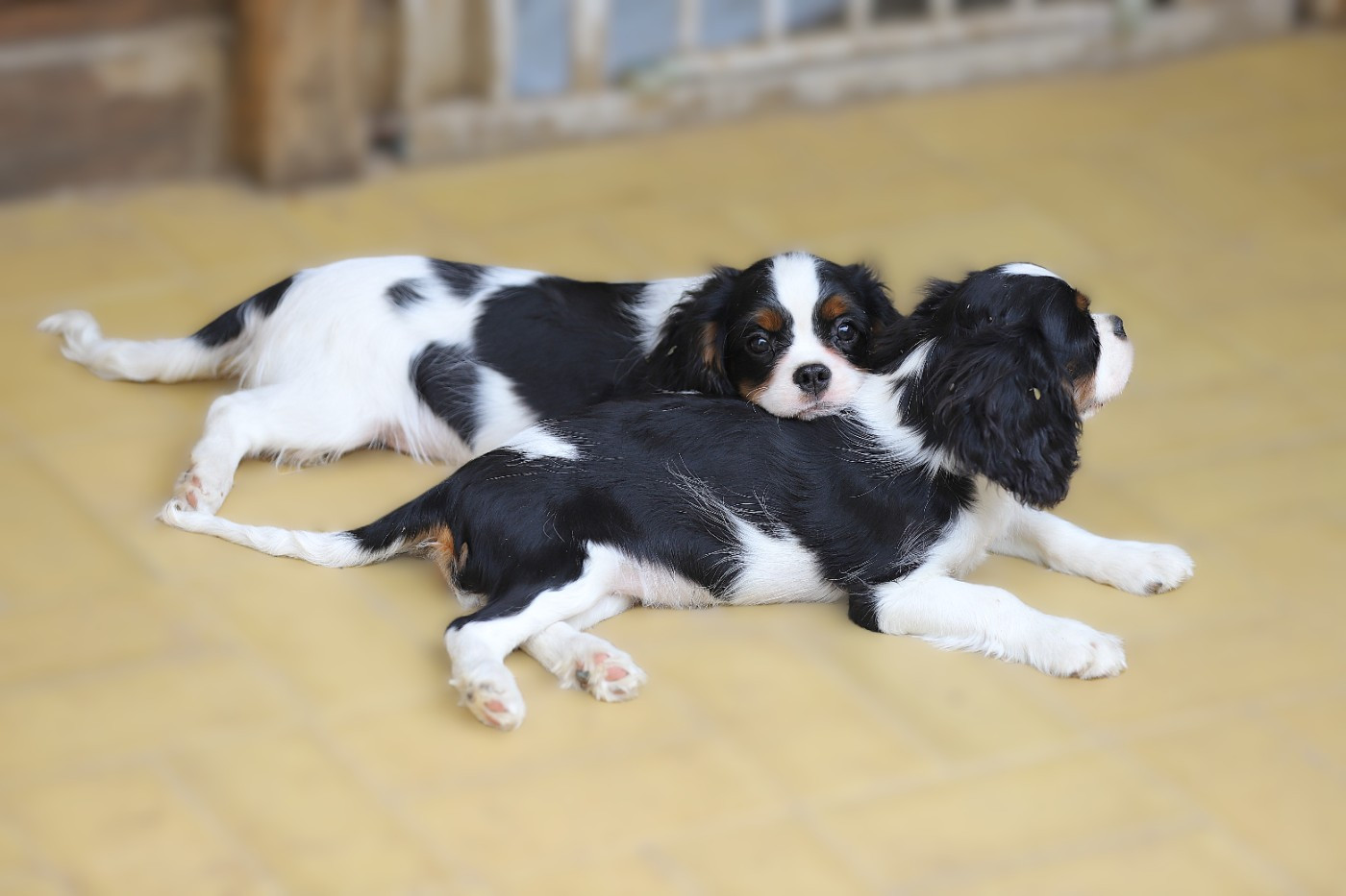 Des Senteurs De Provence - Chiots disponibles - Cavalier King Charles Spaniel
