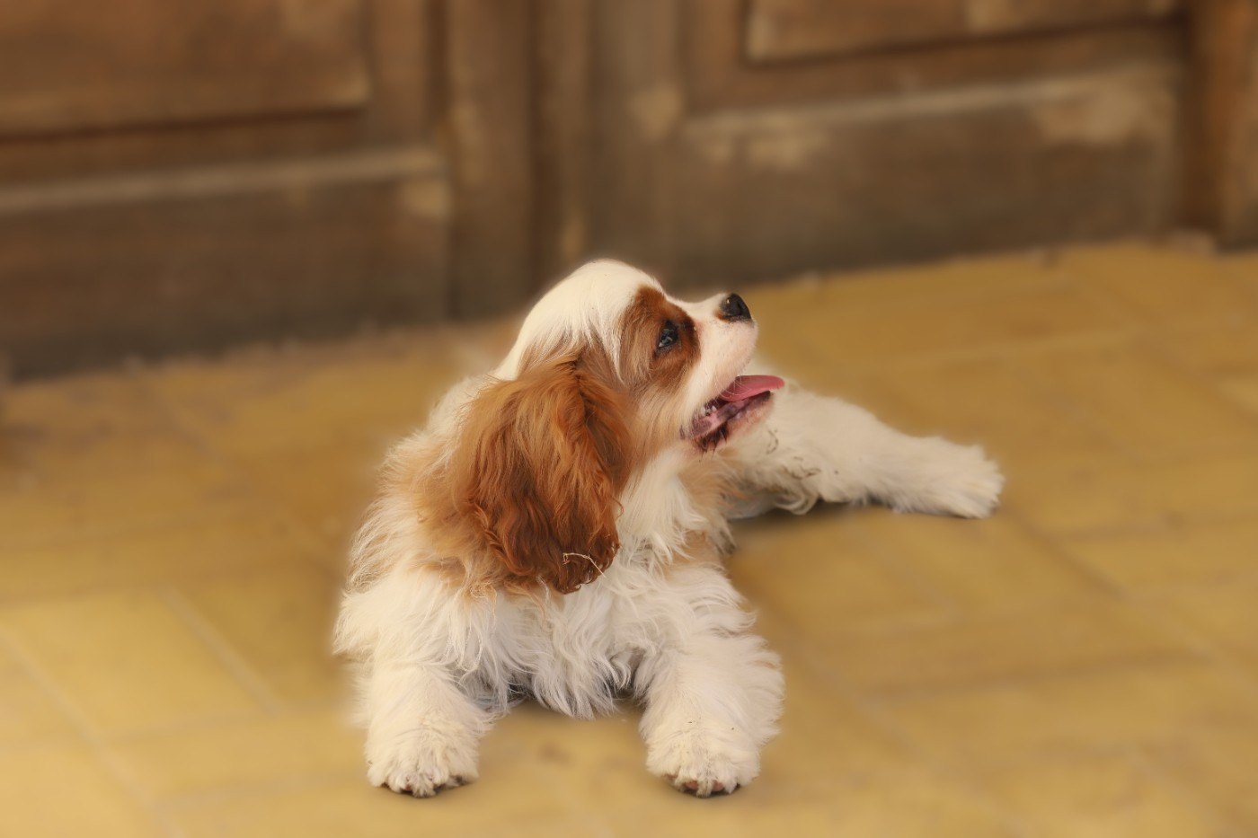 Des Senteurs De Provence - Chiots disponibles - Cavalier King Charles Spaniel