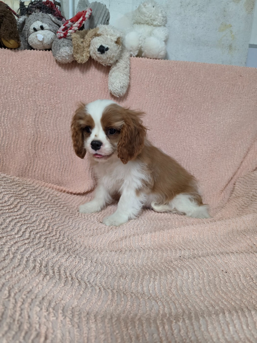 Des Senteurs De Provence - Chiots disponibles - Cavalier King Charles Spaniel
