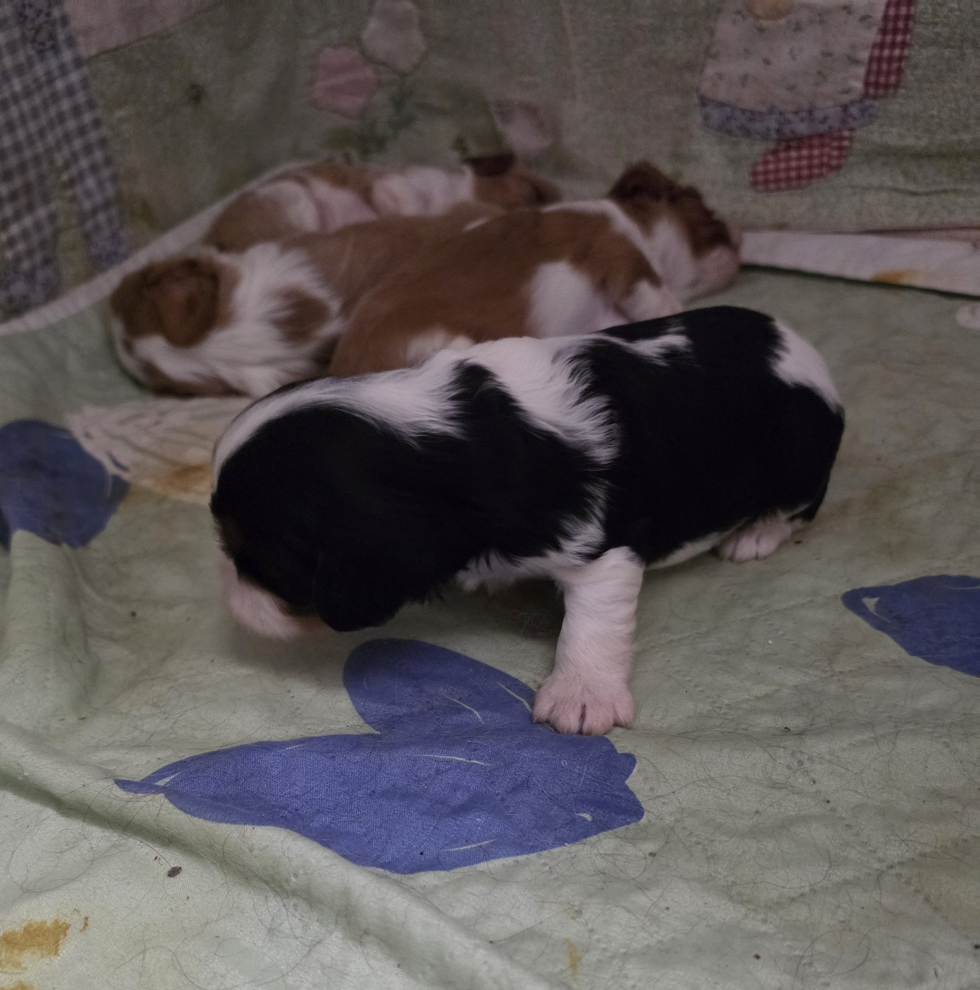 Des Senteurs De Provence - Chiots disponibles - Cavalier King Charles Spaniel