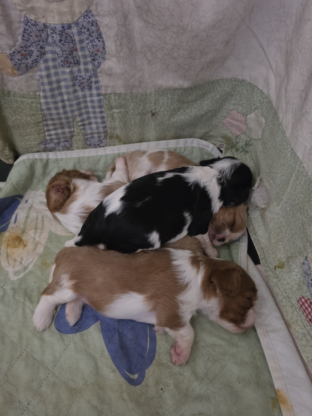 Des Senteurs De Provence - Chiots disponibles - Cavalier King Charles Spaniel