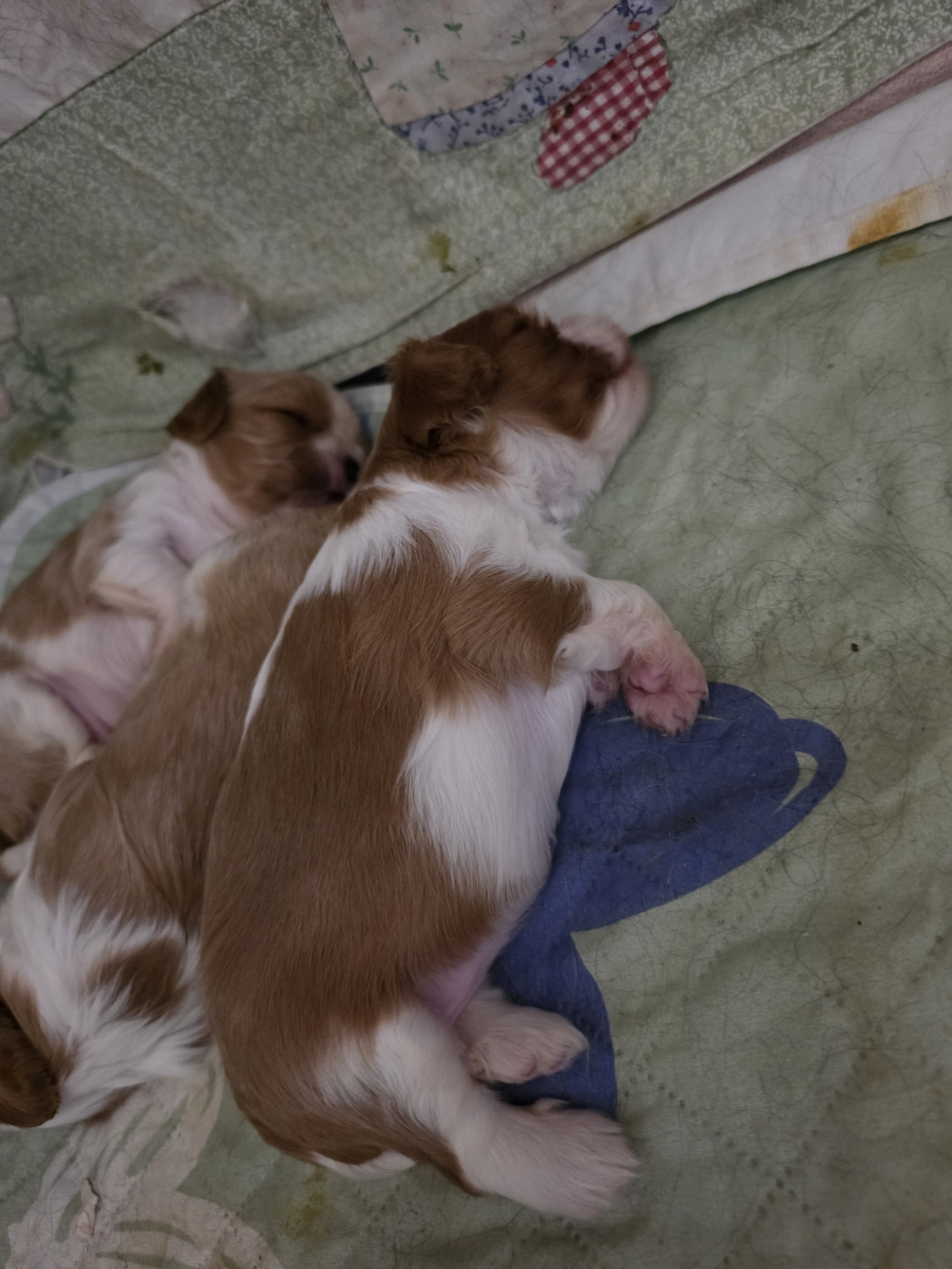Des Senteurs De Provence - Chiots disponibles - Cavalier King Charles Spaniel