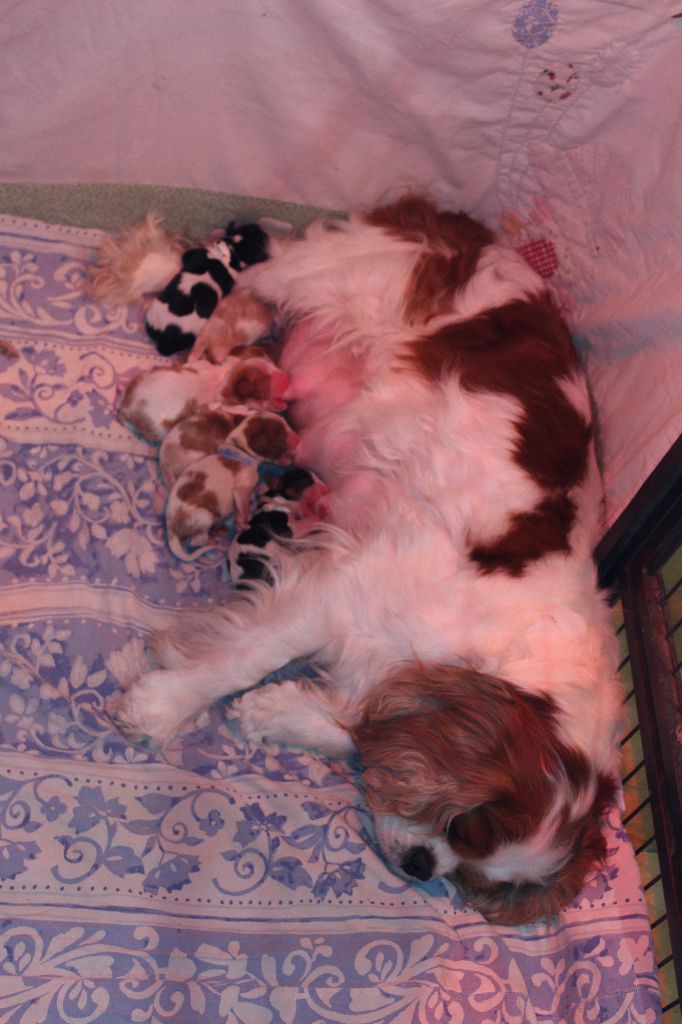Chiot Cavalier King Charles Spaniel Des Senteurs De Provence