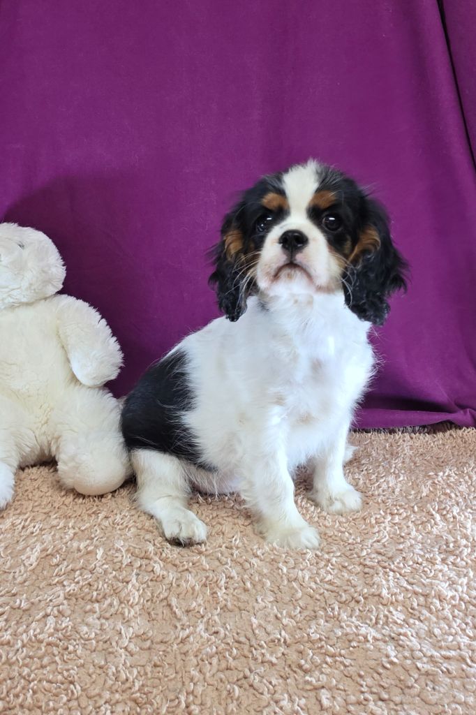 Des Senteurs De Provence - Chiots disponibles - Cavalier King Charles Spaniel