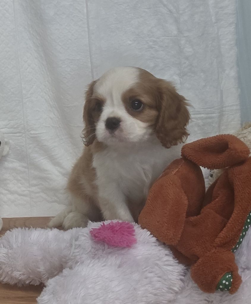 Des Senteurs De Provence - Chiots disponibles - Cavalier King Charles Spaniel