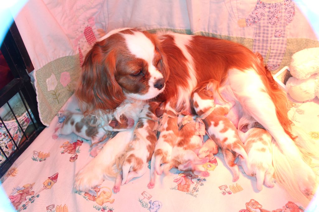 Des Senteurs De Provence - Cavalier King Charles Spaniel - Portée née le 09/04/2021