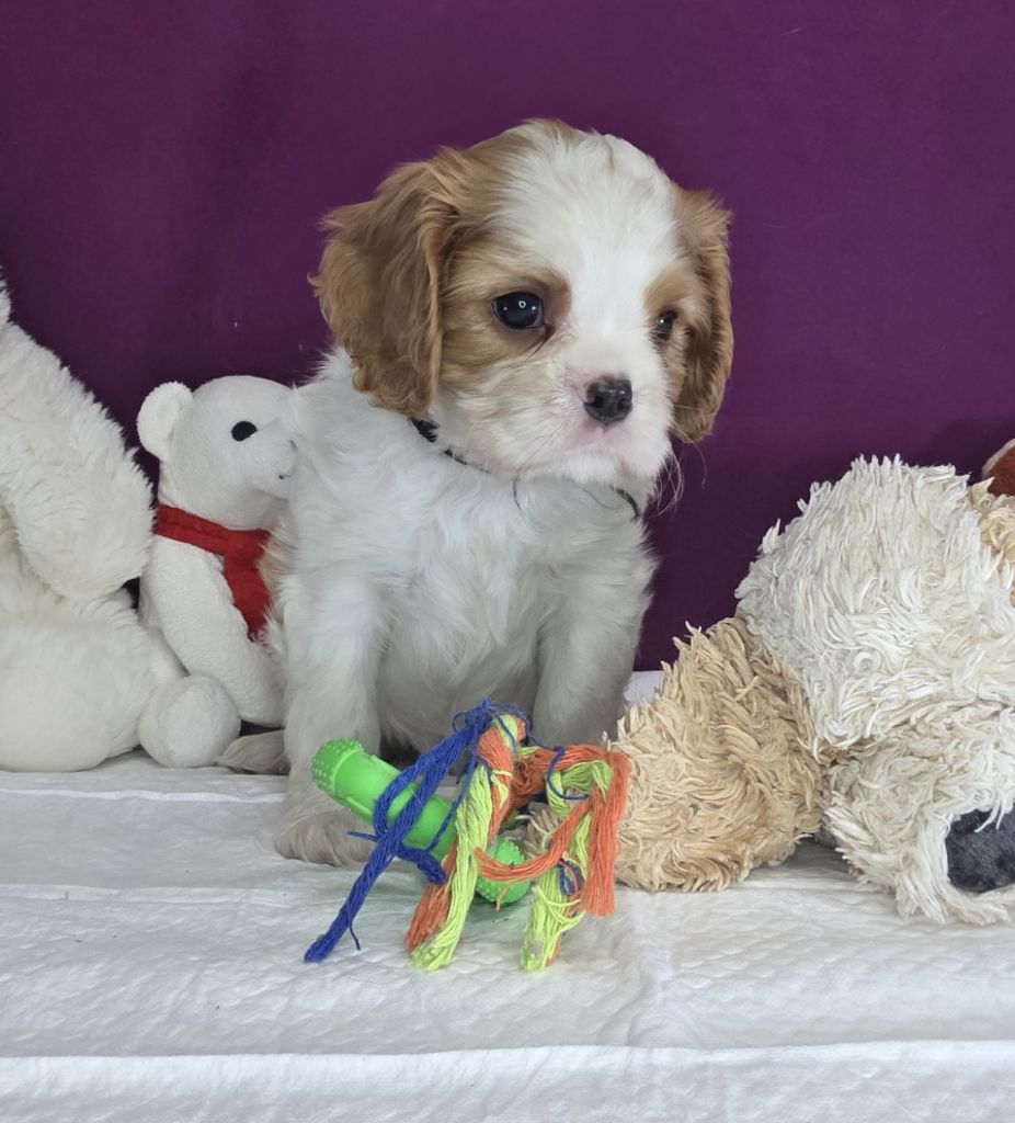 Des Senteurs De Provence - Chiots disponibles - Cavalier King Charles Spaniel