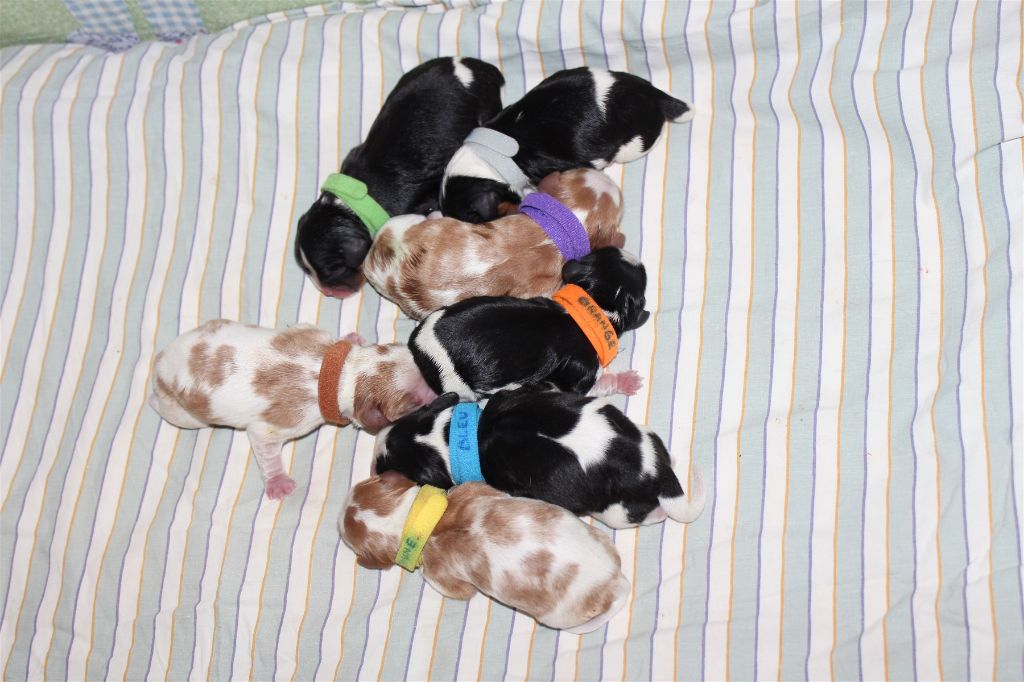 Des Senteurs De Provence - Cavalier King Charles Spaniel - Portée née le 12/01/2018