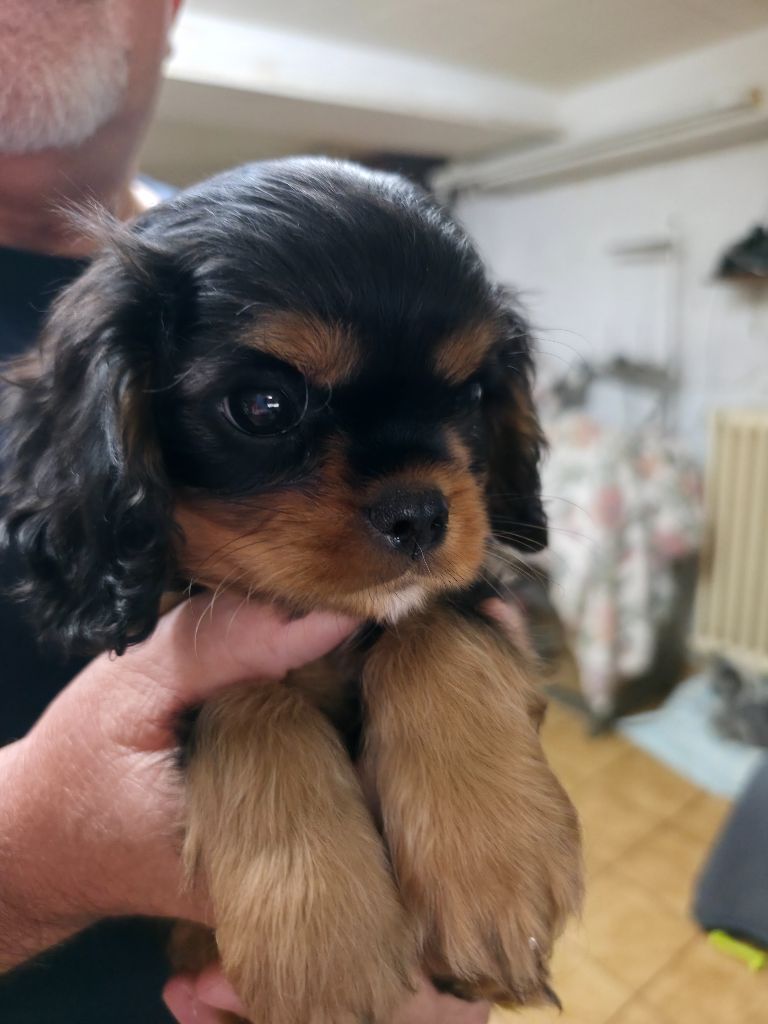 Des Senteurs De Provence - Chiots disponibles - Cavalier King Charles Spaniel