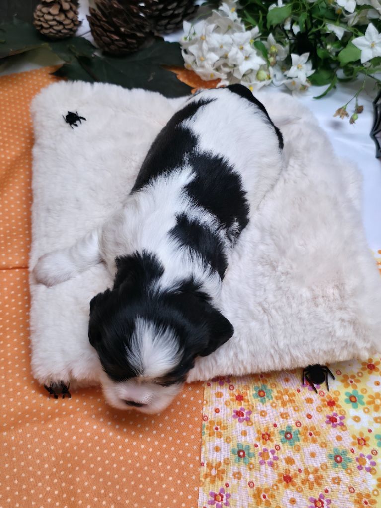 Des Senteurs De Provence - Cavalier King Charles Spaniel - Portée née le 10/09/2025