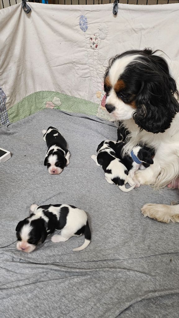 Des Senteurs De Provence - Cavalier King Charles Spaniel - Portée née le 23/10/2024