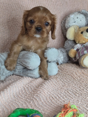 Bella Dite Zelda