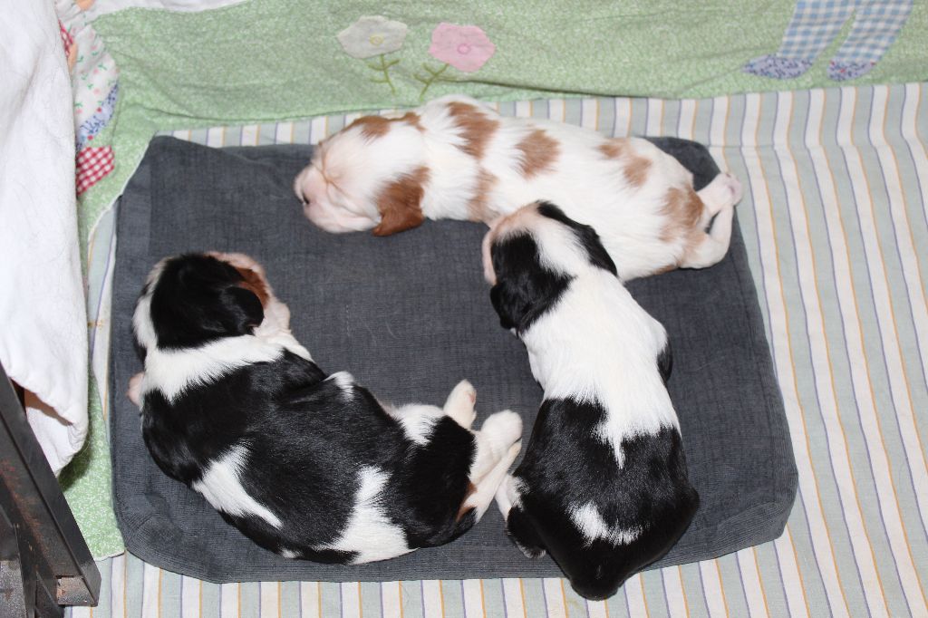Des Senteurs De Provence - Cavalier King Charles Spaniel - Portée née le 08/03/2017