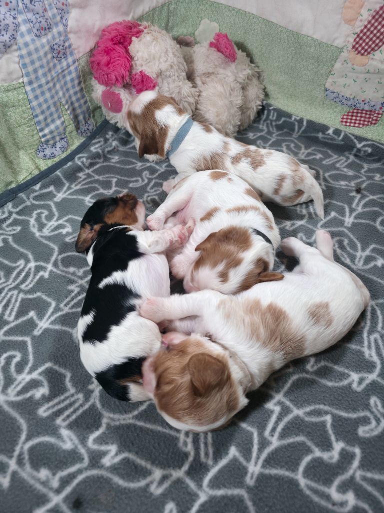 Des Senteurs De Provence - Cavalier King Charles Spaniel - Portée née le 30/04/2025