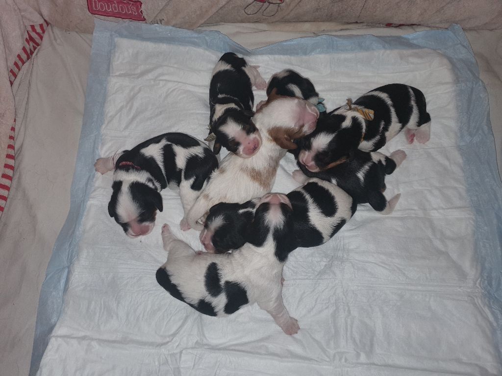Des Senteurs De Provence - Cavalier King Charles Spaniel - Portée née le 13/10/2020
