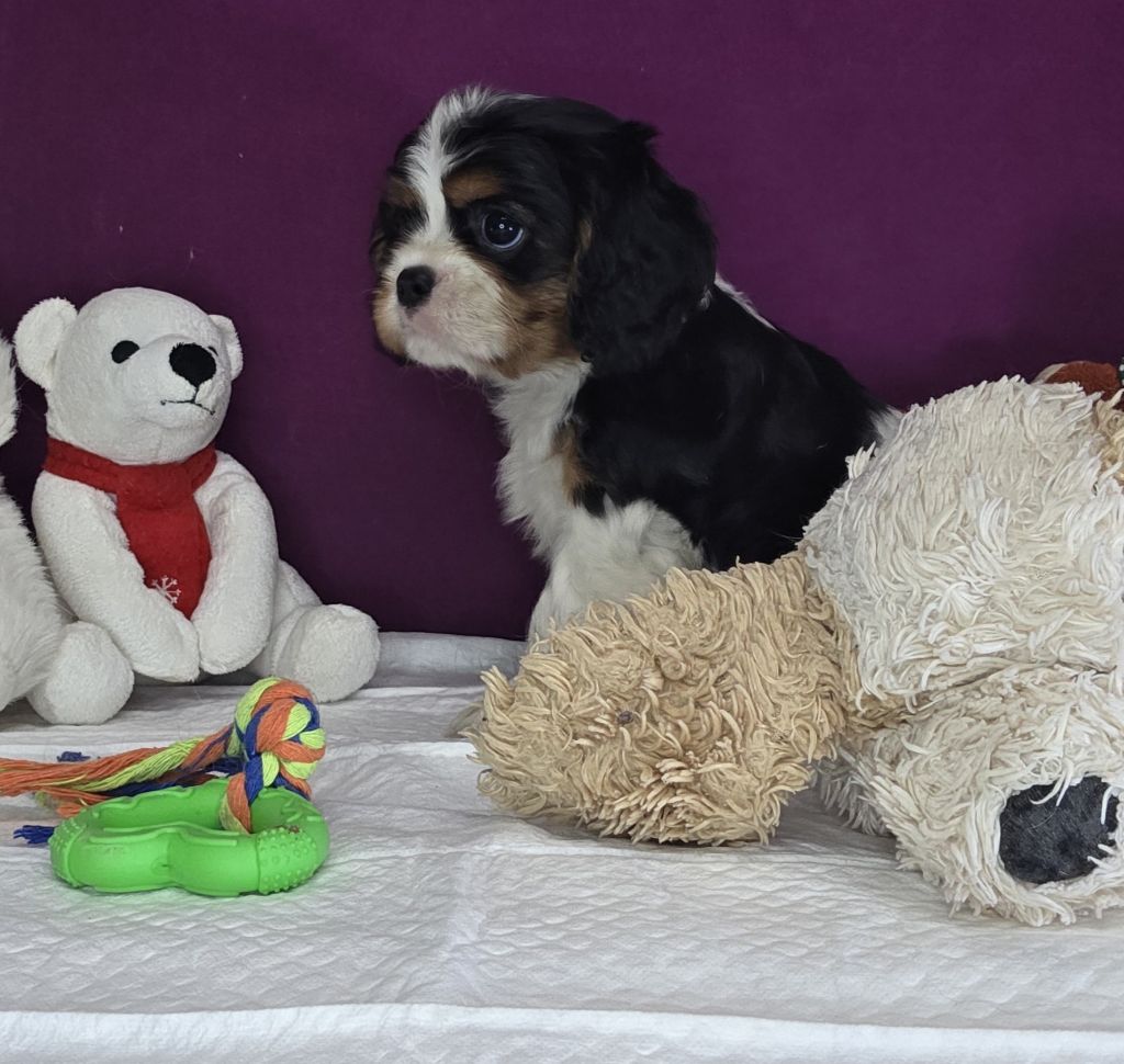 Des Senteurs De Provence - Chiots disponibles - Cavalier King Charles Spaniel