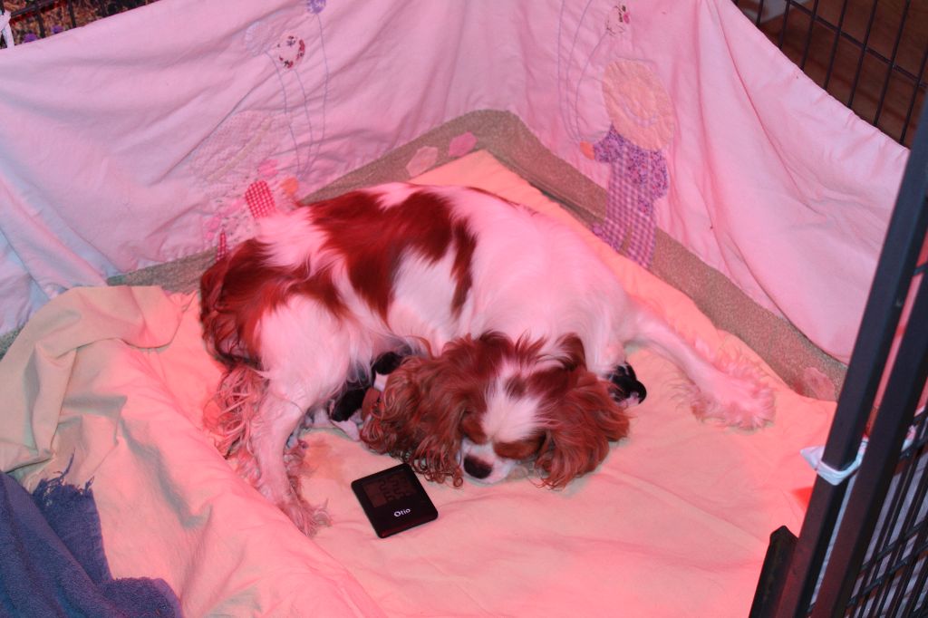 Des Senteurs De Provence - Cavalier King Charles Spaniel - Portée née le 05/02/2018